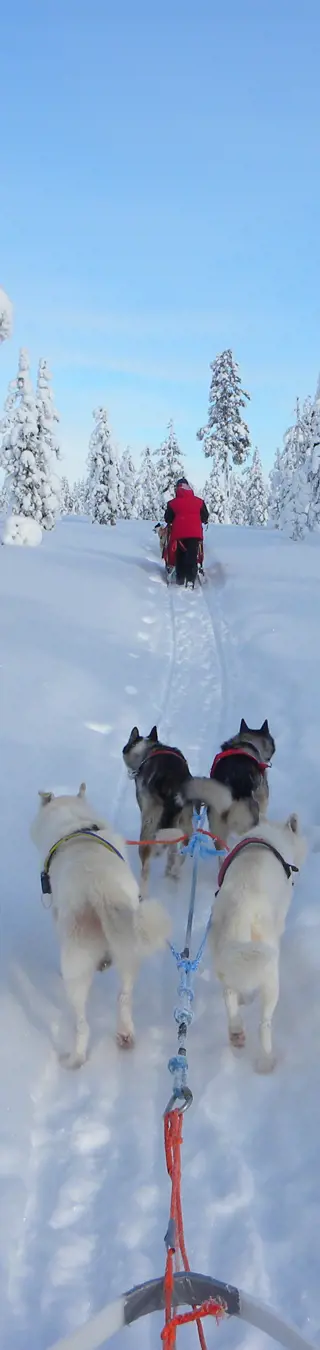 Ausfahrten in der schneebedeckten Winterlandschaft Finnlands